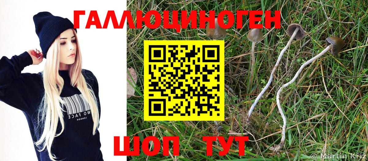 Галлюциногенные грибы GOLDEN TEACHER Избербаш